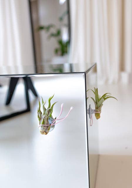 Juffrouw Pannenkoek deco /JP deco - Wholesale Live Plant - Plant Friends – set of 9 air plants with suction cup4