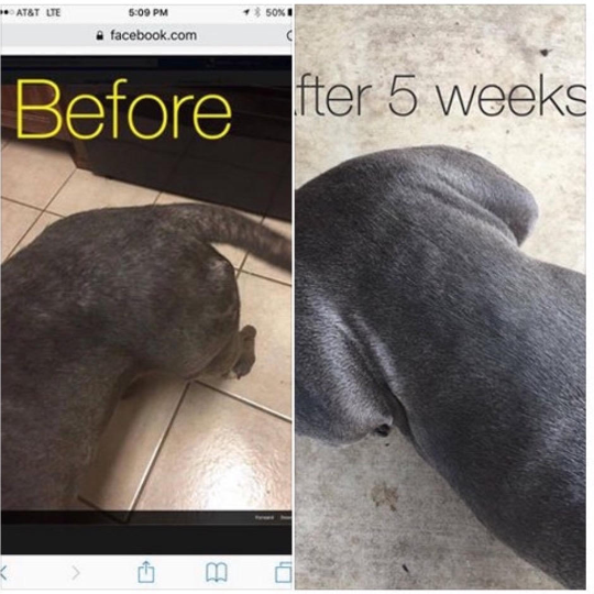 DecoExchange - Vente Shampoing – chien - Shampooing pour chien, shampooing entièrement naturel pour les peaux sensibles3