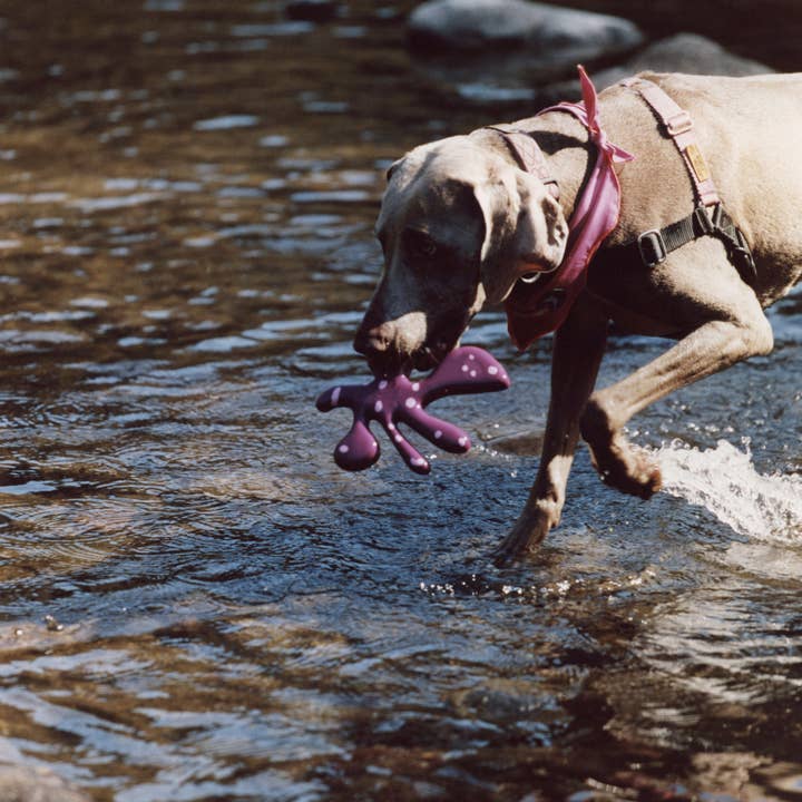 Maroon The "Petal" Toy for wholesale on Faire4