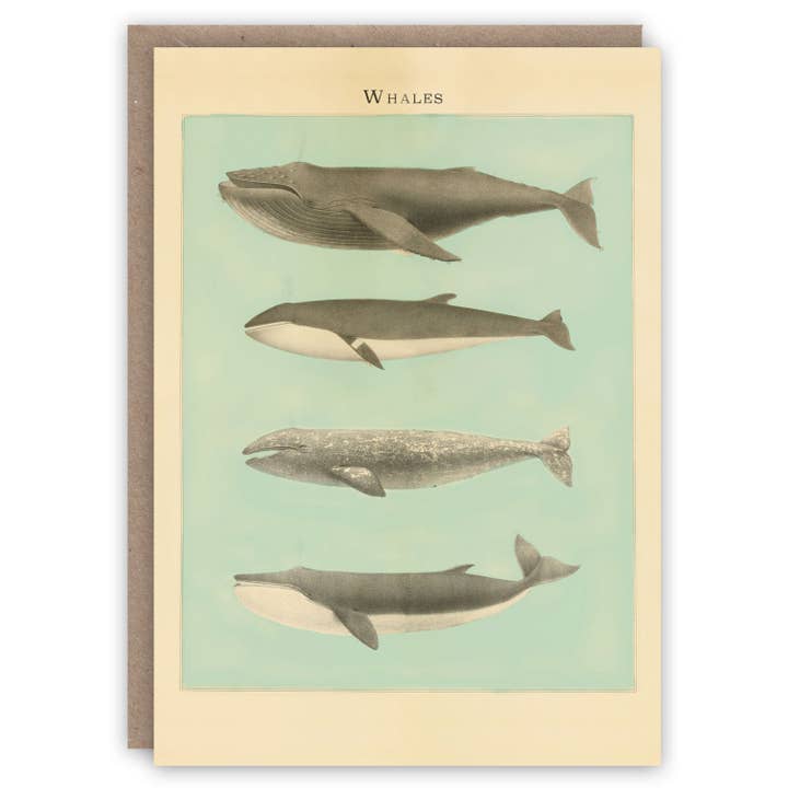 Baleines pour la vente par The Pattern Book
