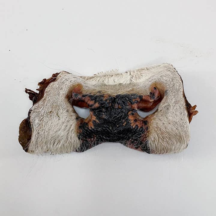 Dehydrated Beef Snout for wholesale by Grand Valley Quail Pet Treats Inc.