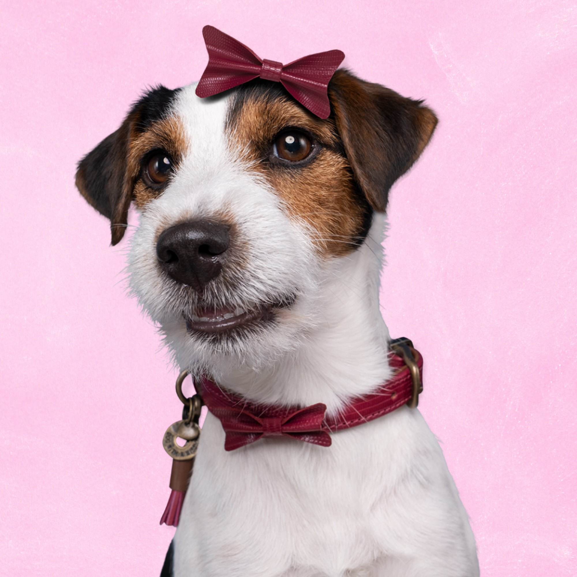 Dog with a Mission – Engroshandel Halsbånd - Hund – City Bonnie Hundehalsbånd XXL (Halsomkreds 55-65 cm / 4 cm)1