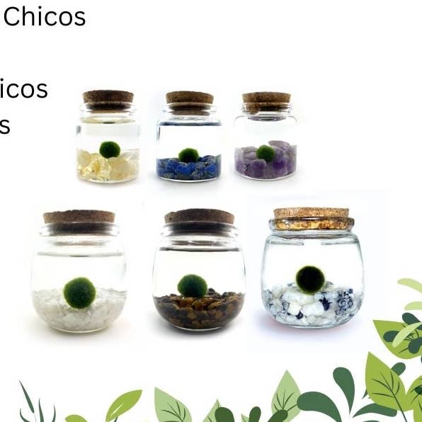 Plant Boutique Retail Kit X for wholesale by Moss Amigos | Moss Ball Terrariums