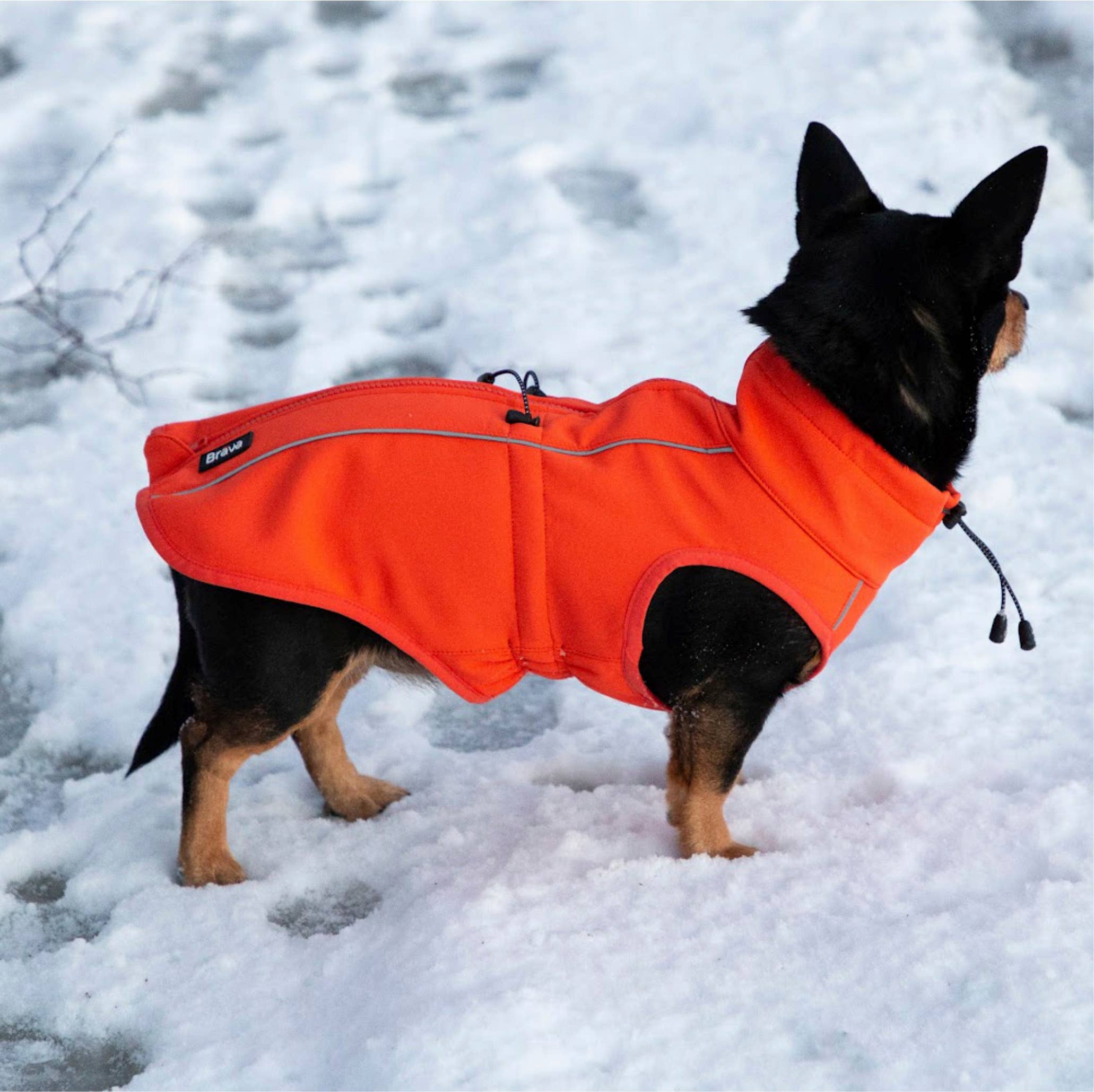 FINNERO - Vente Veste – chien - Veste réfléchissante coupe-vent FINNERO SPORT pour chien, 3 couleurs9