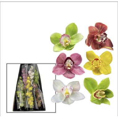 Florasource - Wholesale Fresh Cut Flowers - Cymbidium Orchids Assorted 4 Stems 13 Blooms1