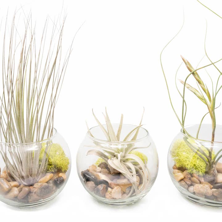 Bubble Bowl Terrariums with Harrisii, Juncea & Butzii Plants for wholesale by Air Plant Shop