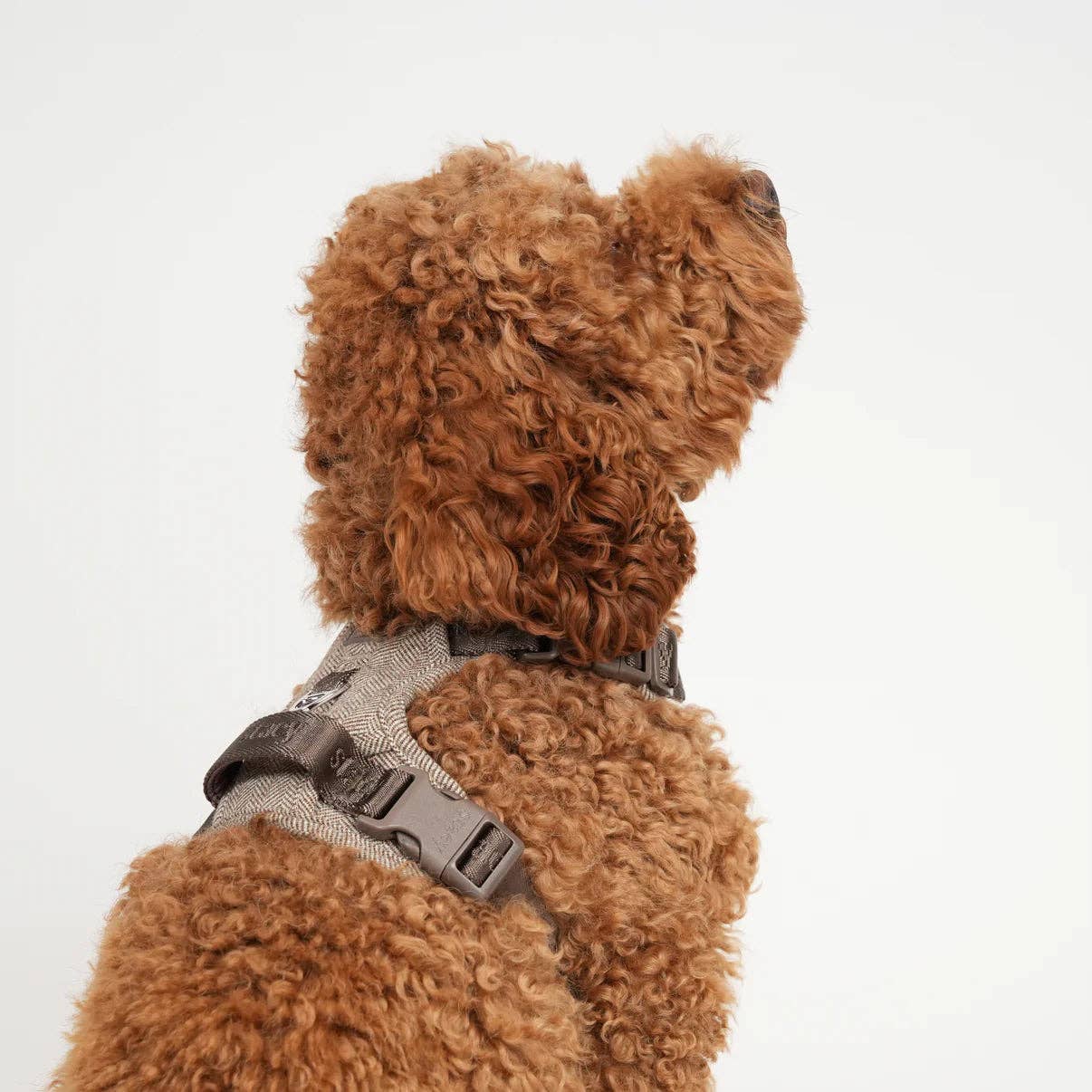 Staey - Wholesale Pet Harness - Dog - Elma Dog Harness | Mocha10