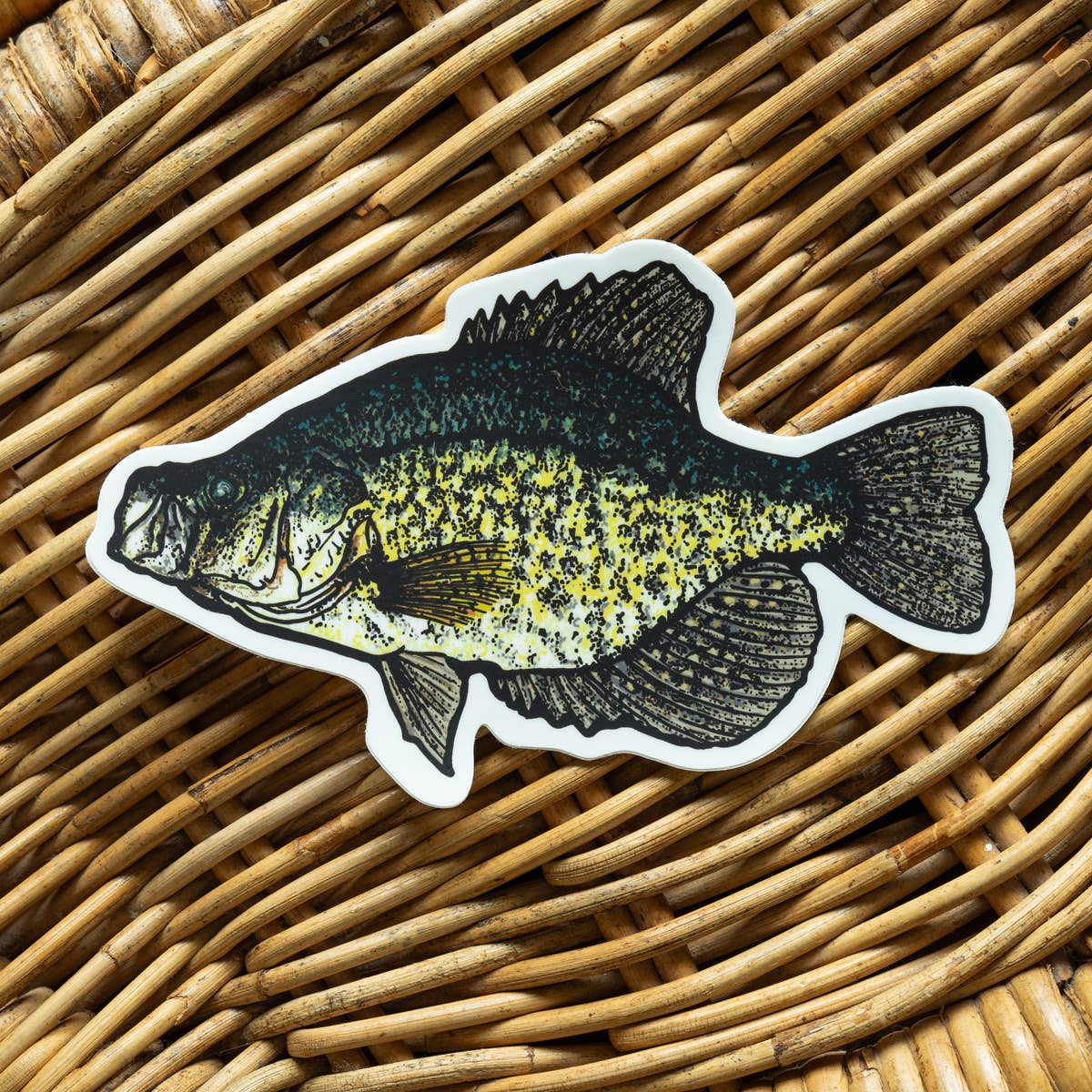 BruleBay - Wholesale Sticker - Crappie Fish Sticker Decal1
