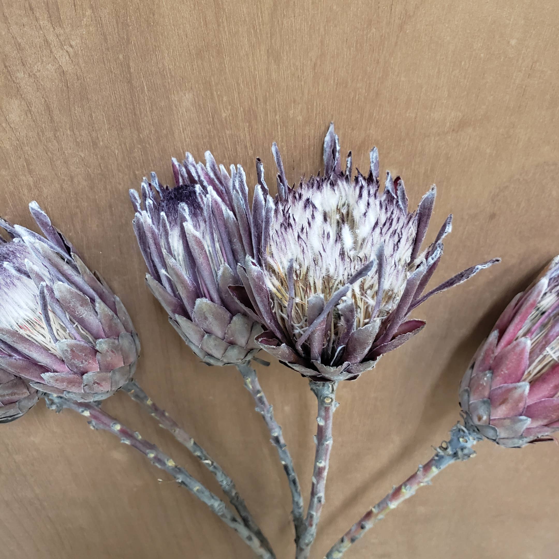 BLOOMINGFUL.COM - Wholesale Dried/Pressed Flowers - CLEARANCE - Dried Protea Pink Ice Flower2