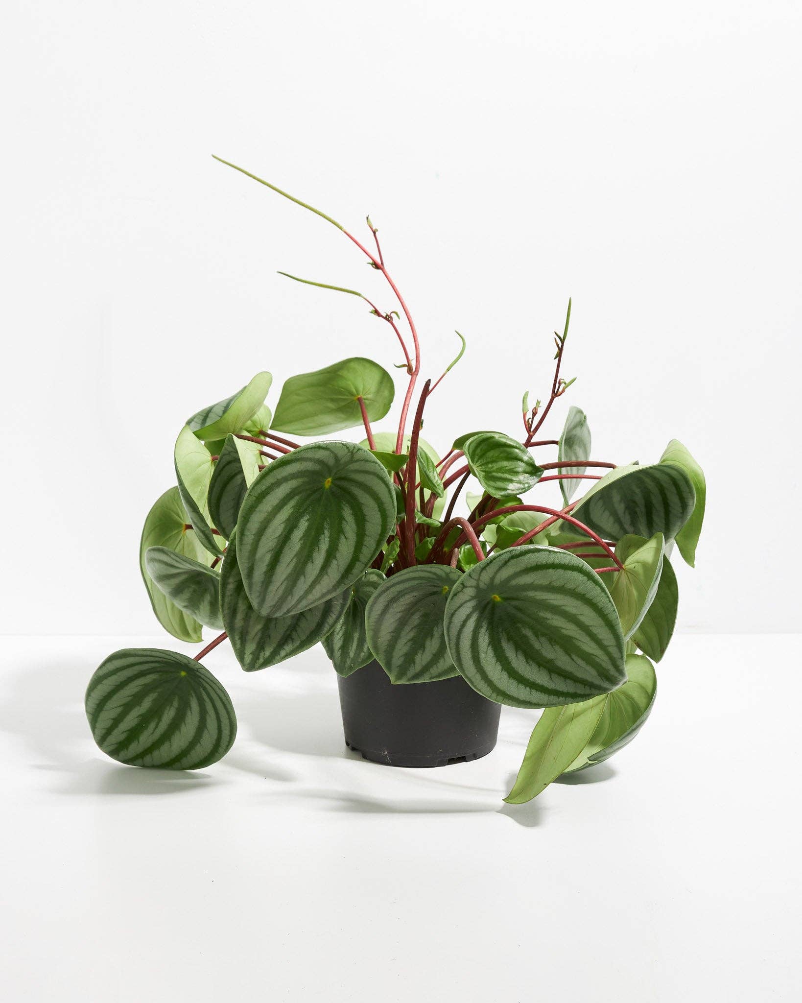 Lively Root - Wholesale Live Plant - Watermelon Peperomia19