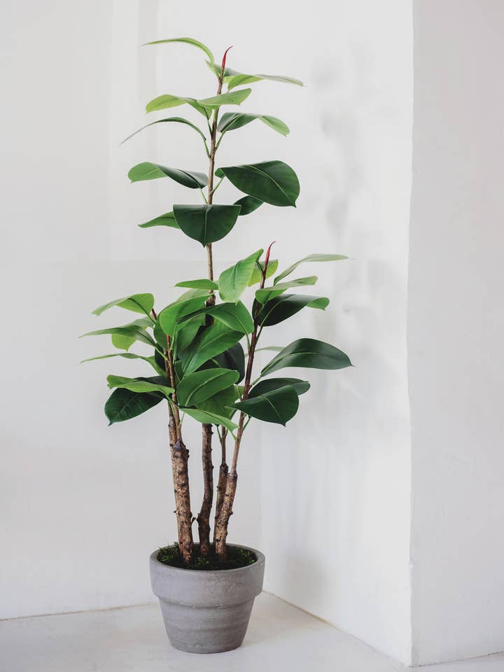 5' Artificial Rubber Plant for wholesale by Maia Shop