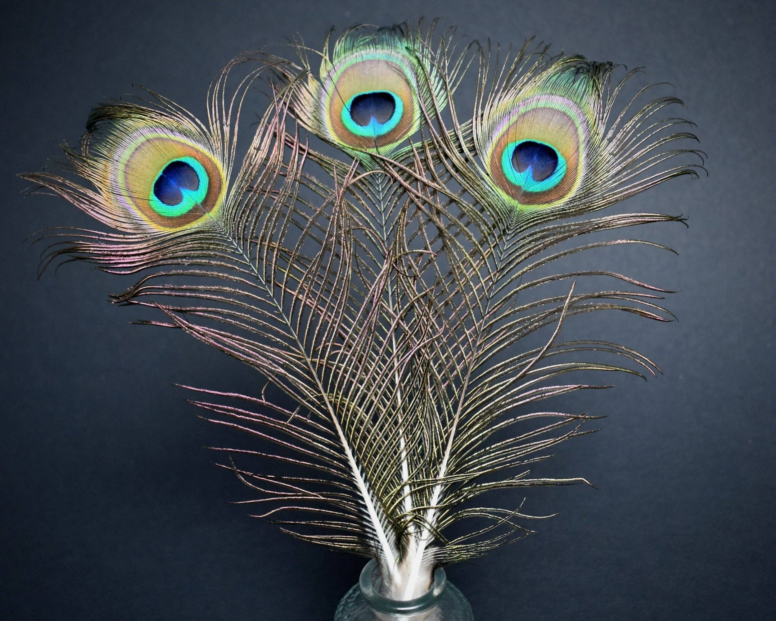 Plumes Naturelles - Wholesale Dried/Pressed Flowers - Peacock feathers 40 centimeters2