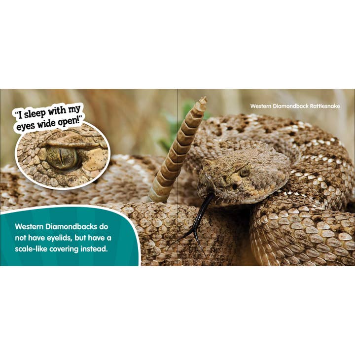 AdventureKEEN - Wholesale Baby & Toddler Book (0-2) - Peepers & Peekers5