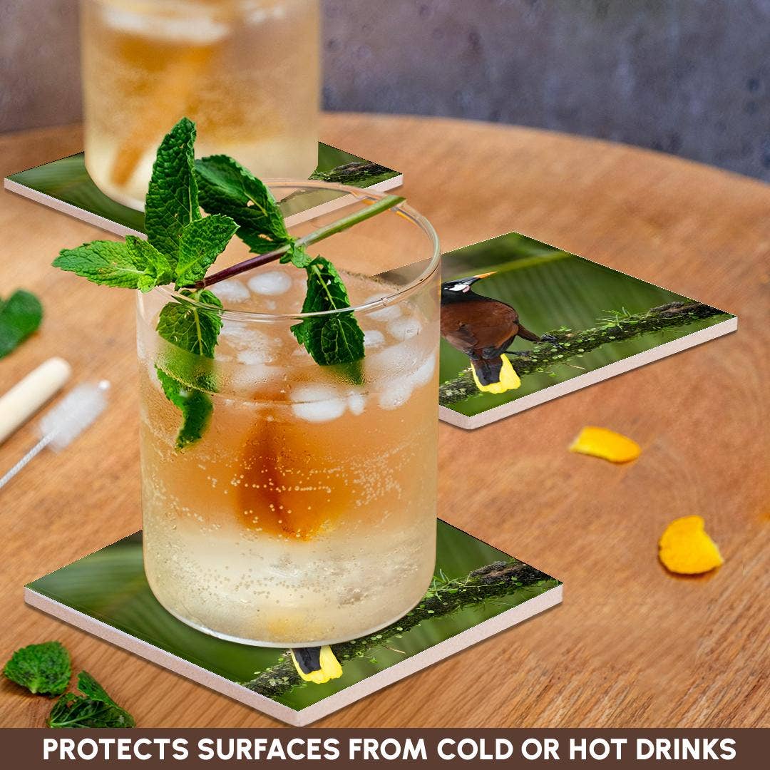 3dRose - Wholesale Coasters - 3dRose, Montezuma oropendola, Costa Rica, Central America, Coaster2