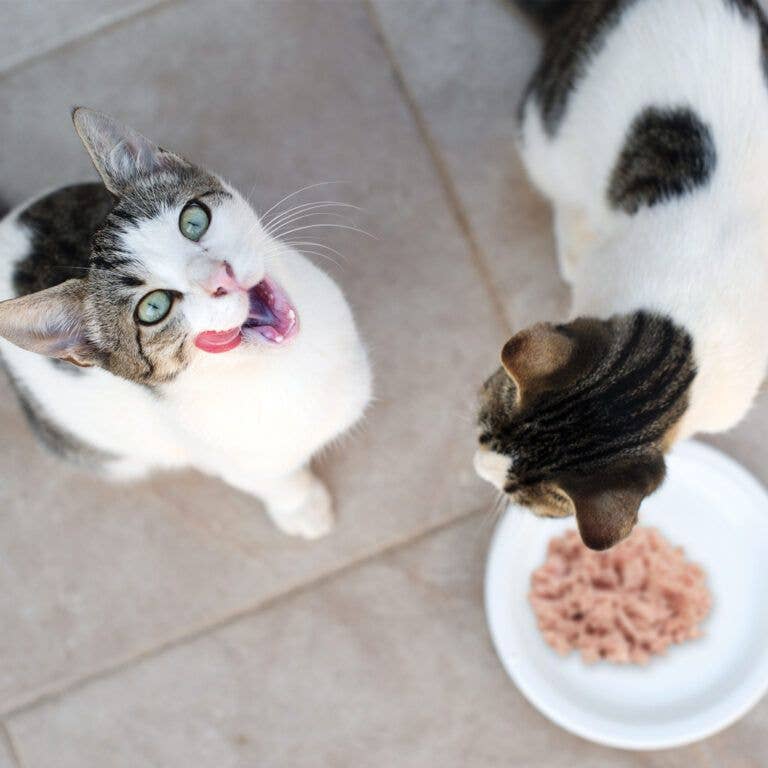 Croci – Großhandel Tiernahrung – Katze – Vibrisse Jelly Katzen-Nassfutter in Gelée – Croci6