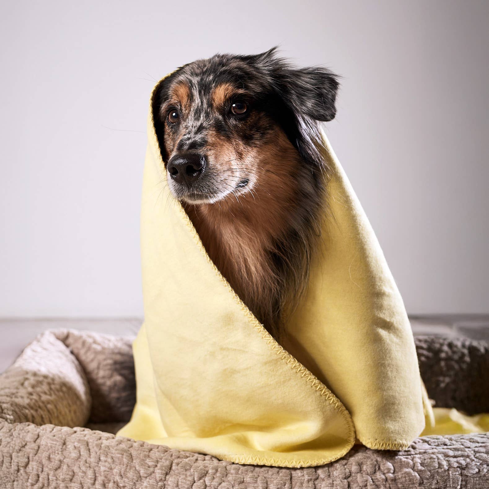 LABONI - Volentis GmbH – Großhandel Haustierdecke – Katze/Hund – REVERSO – Stilvolle Wende-Decke für anspruchsvolle Hunde14