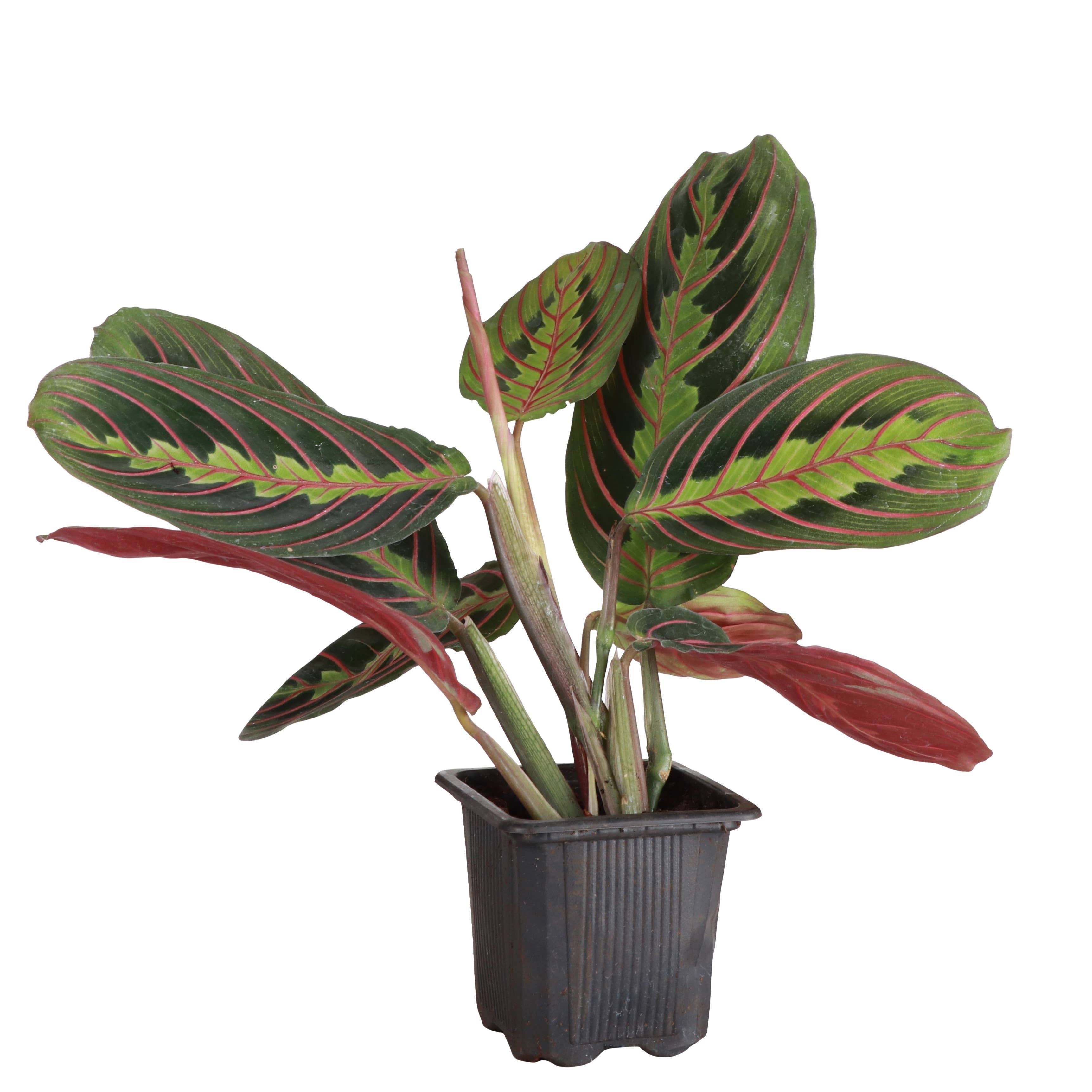 Thorsen's Greenhouse - Wholesale Live Plant - Red Prayer Plant - Live Plant2