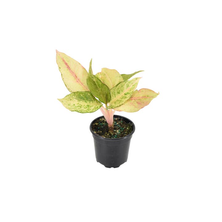 Arcadia Garden Products - Wholesale Live Plant - Aglaonema Lucky 4 inch Grower Pot