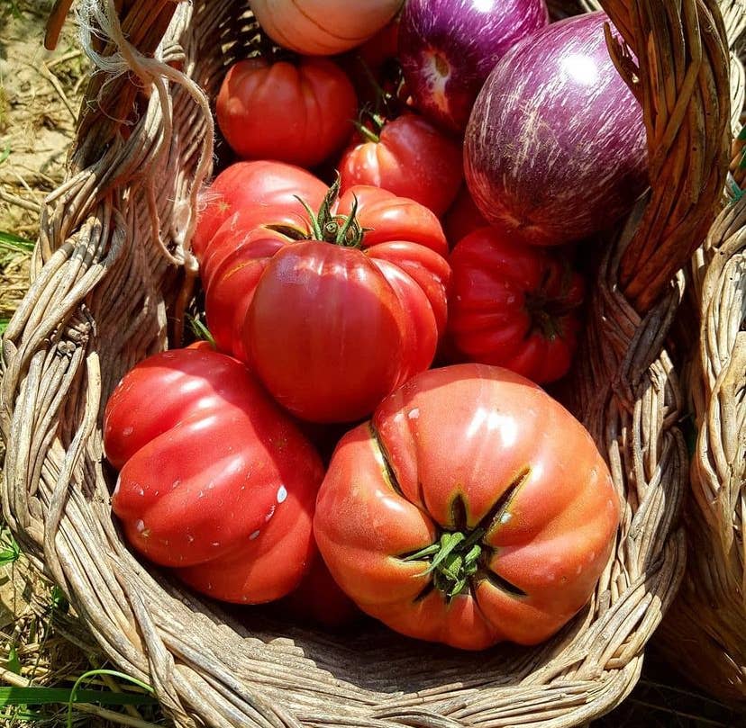 Azienda Agricola Miglioretti - Wholesale Pasta Sauce - TOMATO PUREE. Organic made in Italy1