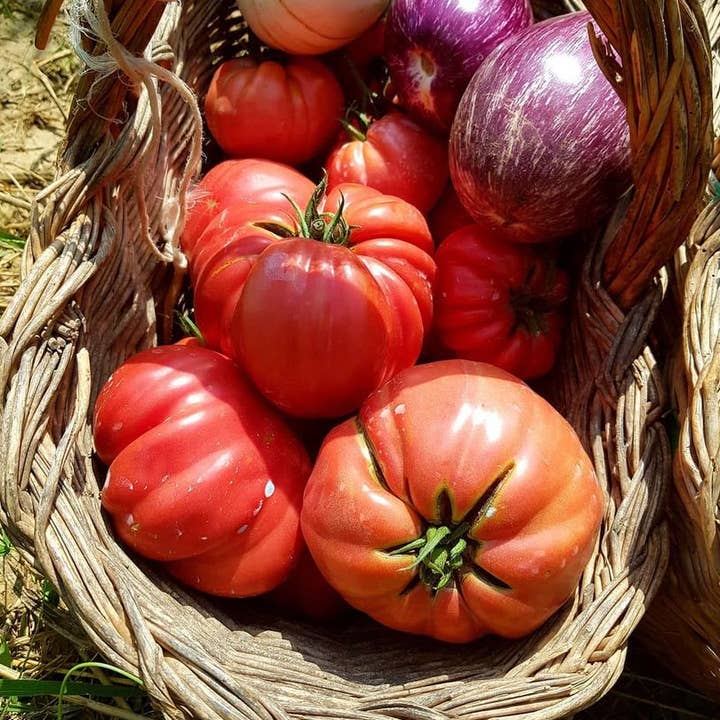 Azienda Agricola Miglioretti - Wholesale Pasta Sauce - TOMATO PUREE. Organic made in Italy1