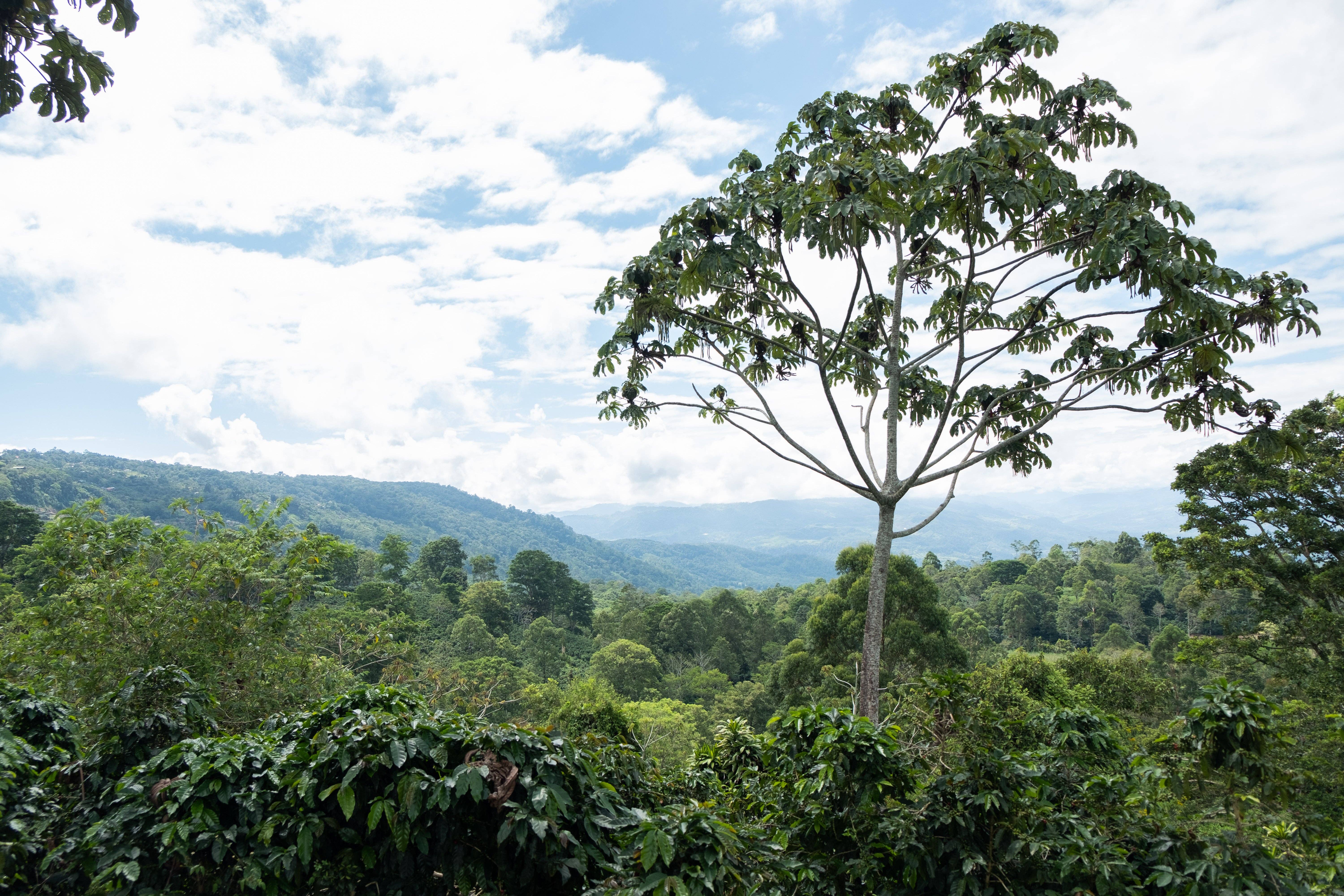 Paso Paso - Farmer Owned Coffee - Wholesale Coffee Beans - Costa Rica - Diego Robelo - Grand Peaberry Washed7