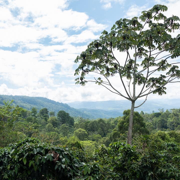 Paso Paso - Farmer Owned Coffee - Wholesale Coffee Beans - Costa Rica - Diego Robelo - Grand Peaberry Washed7