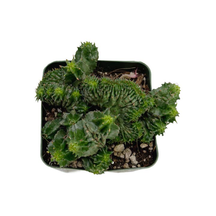 Succulent Wholesale - Wholesale Succulent - Euphorbia enopla crested | 3.25 inch pot