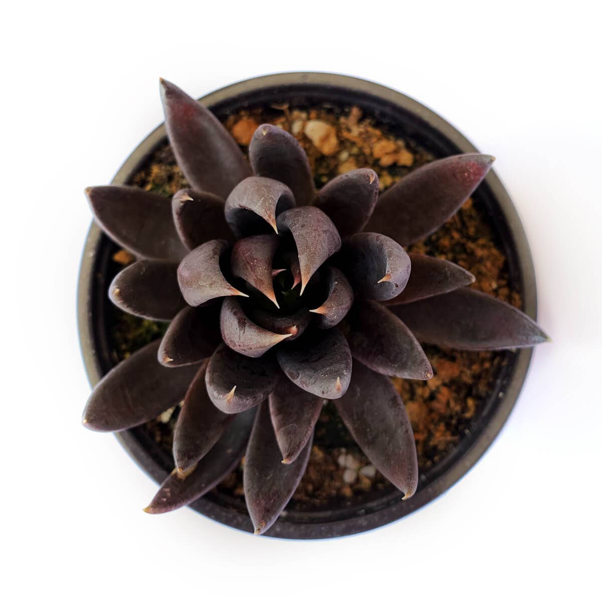 Best Plant Friend - Wholesale Succulent - Echeveria Black Knight, New Black 2/4" Plastic Pot4