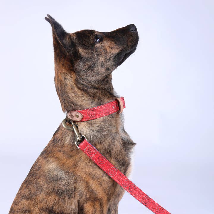Outback Tails - Wholesale Pet collar – Dog - Leather Dog Collar - Water Dreaming