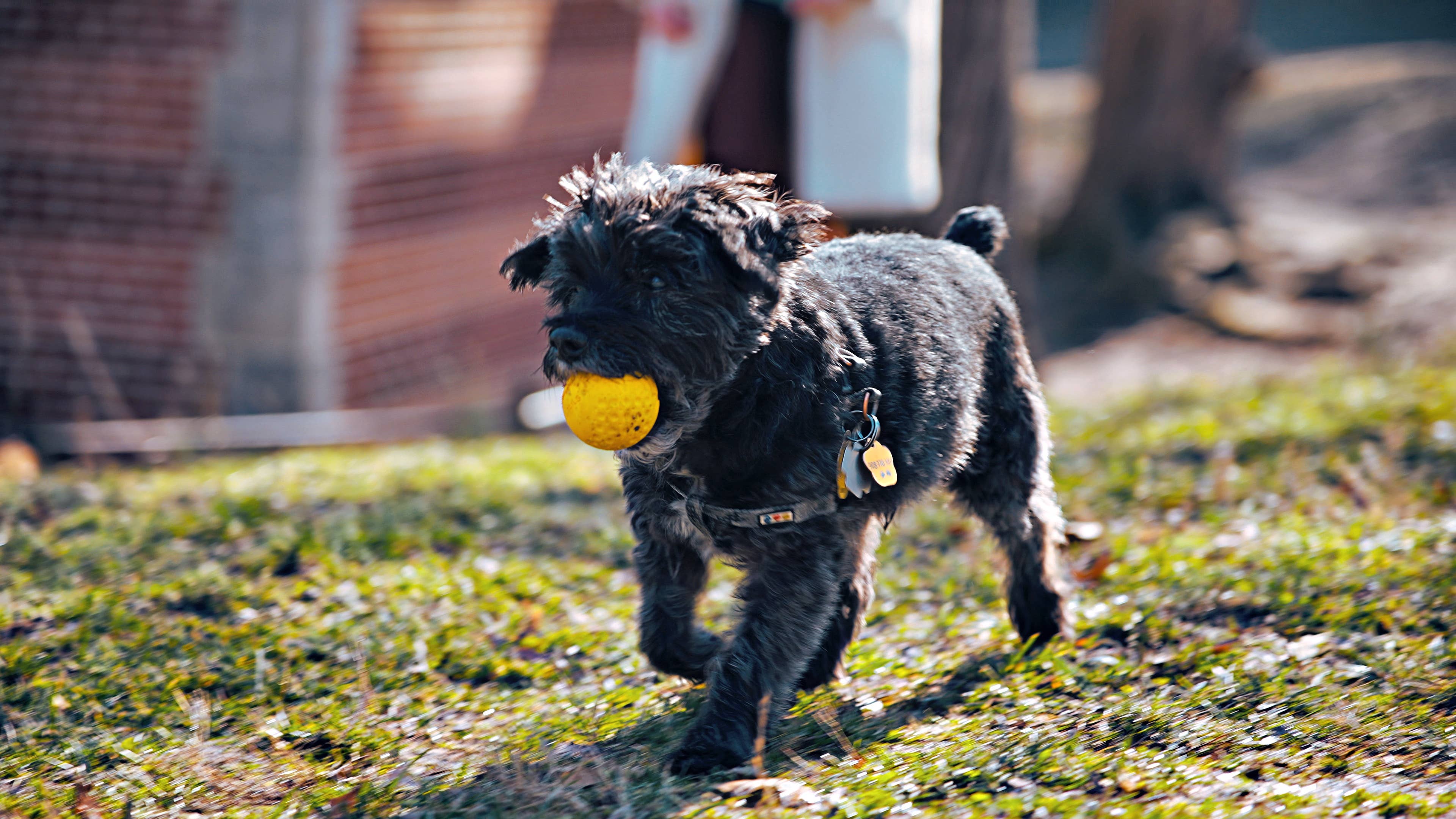 Tall Tails - Wholesale Pet Fetch Ball - Dog - Tall Tails GOAT Sport Balls, 2-Pack- Small6