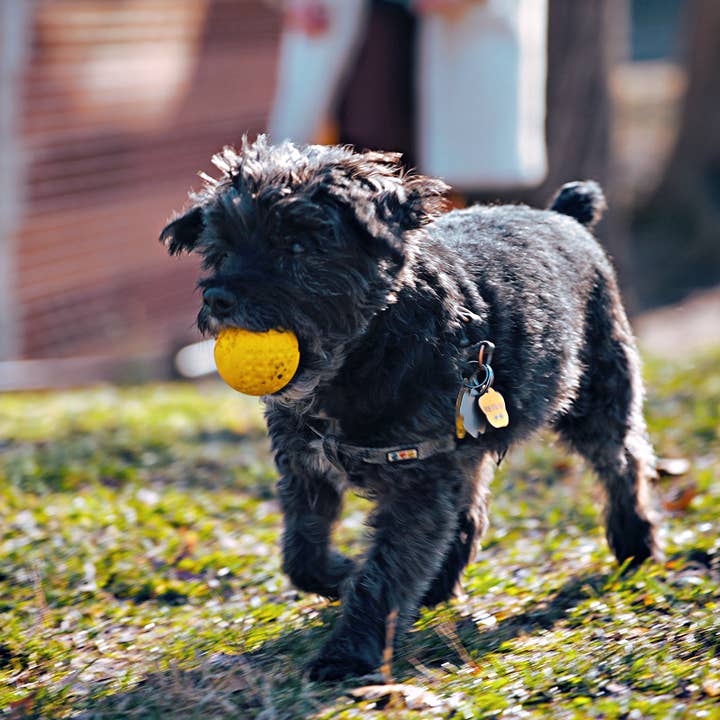 Tall Tails - Wholesale Pet Fetch Ball - Dog - Tall Tails GOAT Sport Balls, 2-Pack- Small6