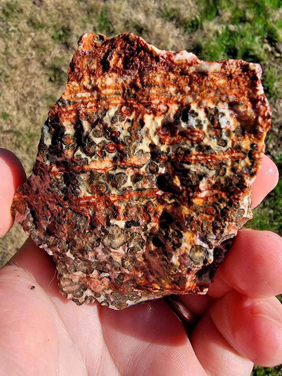 Lapidary Central – Pedra/cristal espiritual por atacado – Amostra Aleatória de Riólito Pele de Leopardo Mexicano em Bruto!5