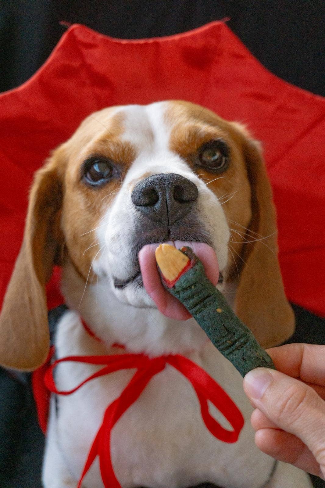 Belpharmed bv: Cooka's Cookies & Sensidog - Wholesale Pet Treats - Dog - Halloween - Spooky Box11