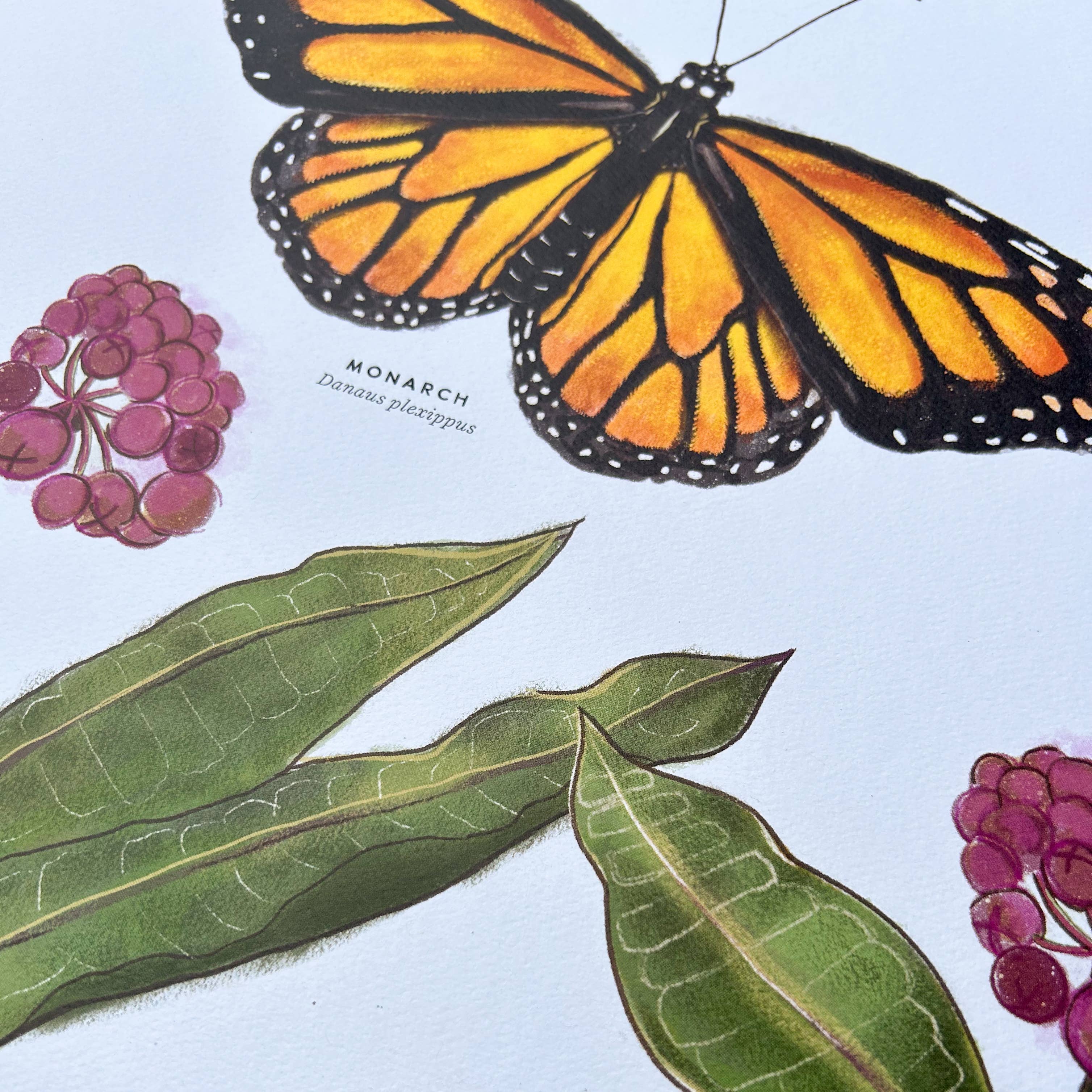 Moss and Mineral - Wholesale Art Print - Monarch and Milkweed Print, Botanical Illustration 2