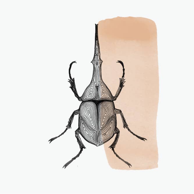 MiCuit ilustracion – Großhandel Essteller – Flacher Teller mit Hercules-Käfer1