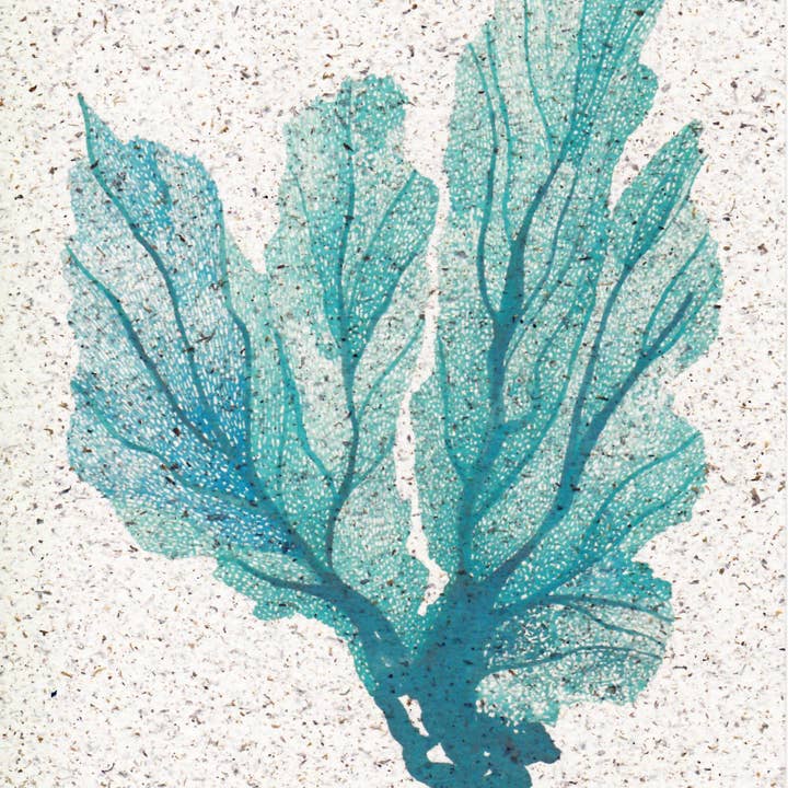 Zeeventilator op zeewierpapier voor wholesale door Kelpi Studio