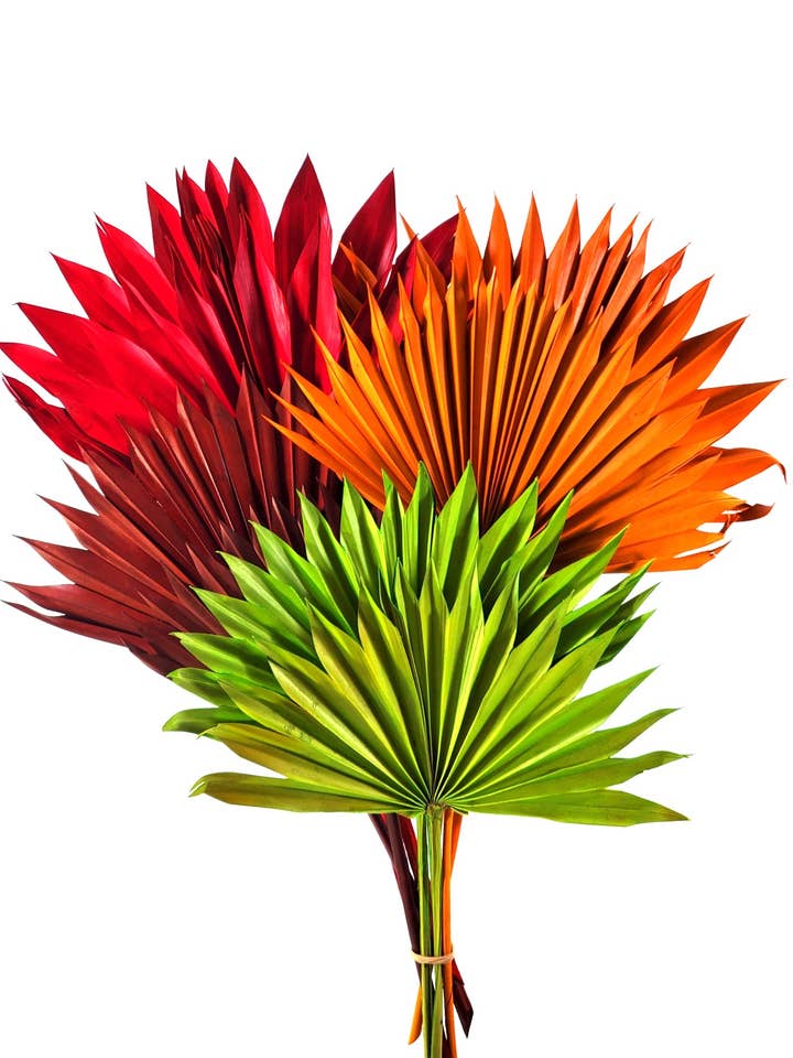 Dyed Palm Fans in Apple Green Basil Green Red Orange for wholesale by THE ACCESSORY COLLECTION