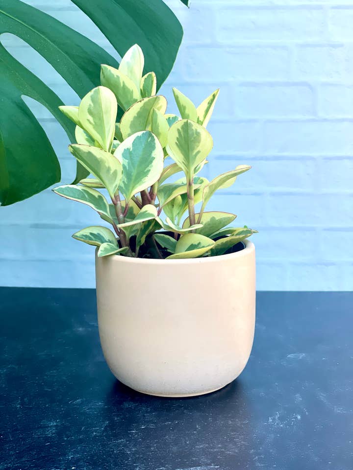 Pot de fleurs décoratif en ciment pour la vente par Need it Right MEOW