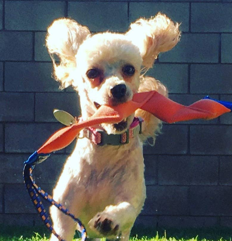 Katie's Bumpers - Wholesale Pet Squeaky Toy - Dog - Best Tug Toy For Dogs KB Wiggy Tug7