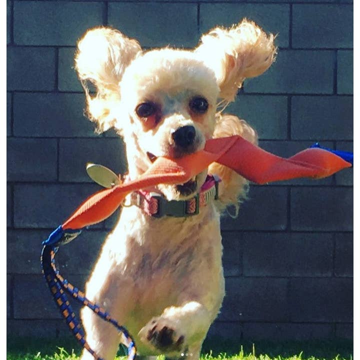 Katie's Bumpers - Wholesale Pet Squeaky Toy - Dog - Best Tug Toy For Dogs KB Wiggy Tug7