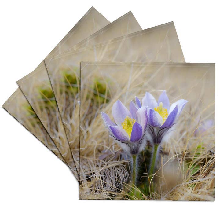 3dRose - Wholesale Coasters - 3dRose, Spring pasqueflower growing in mountains of Otztal Alps, Italy., Coaster