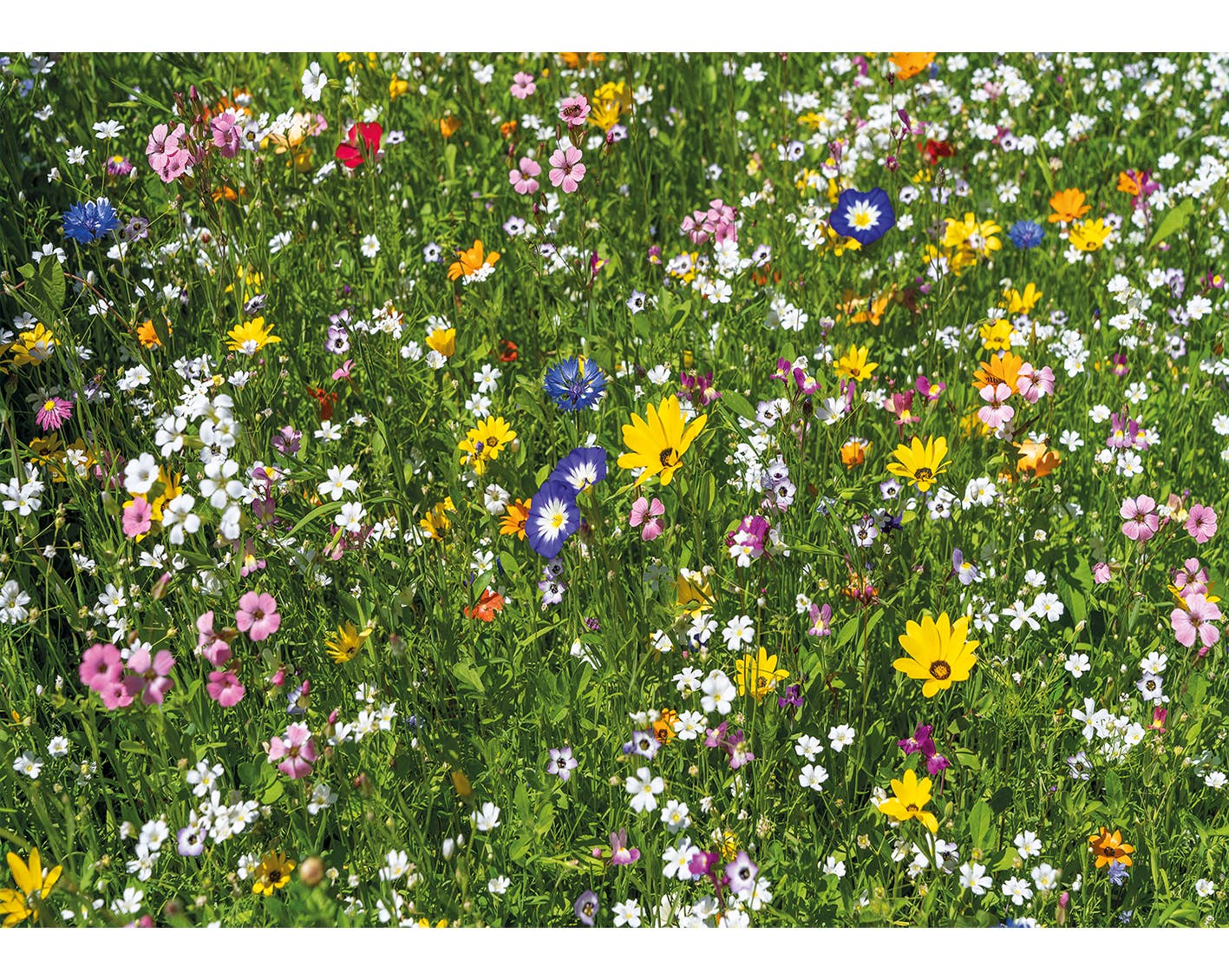 Wentworth Puzzles – wholesale Puzzle – Adult – Colourful Meadow1