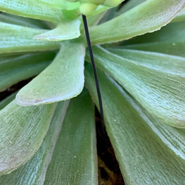 Annie Did It! - Venta al por mayor Postes de jardín/césped - Palo de la planta de rana0