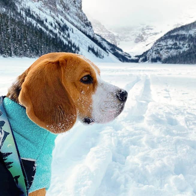 Rocky Mountain Dog - Wholesale Pet Leash - Dog - Canmore All-Mountain Dog Leash