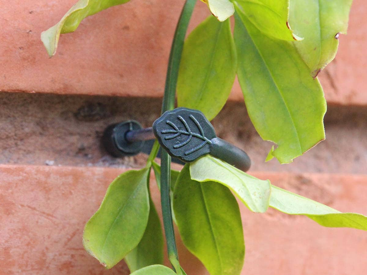 JARDIN Y NATURA OUTDOOR & GARDEN PRODUCTS SL - Wholesale Trellis - Supports for climbing plants (8u) - CLIMBING TIE1