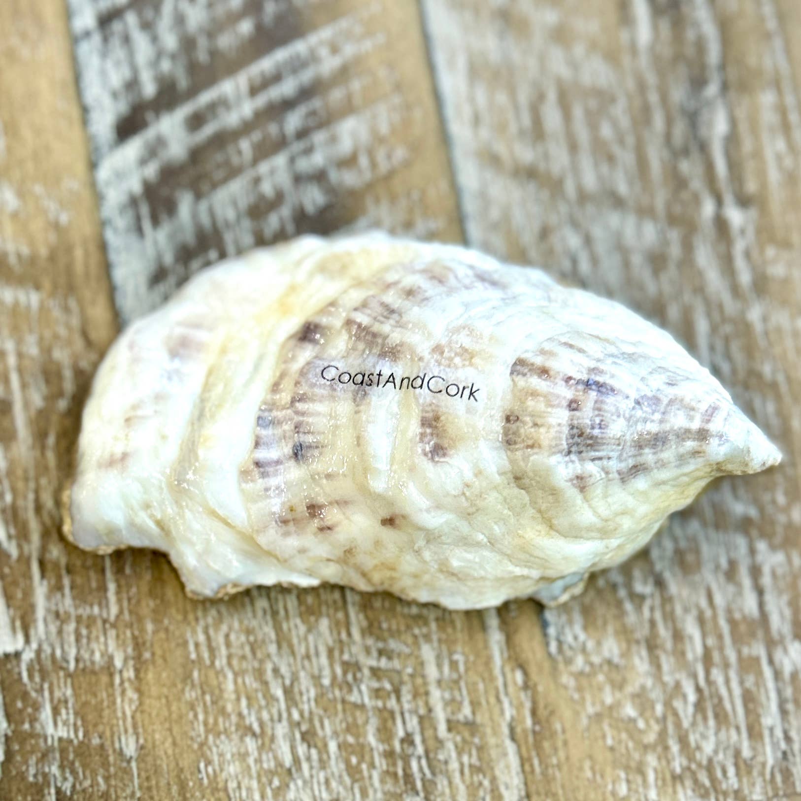 Coast and Cork - Wholesale Jewelry Dish - Love you to the beach and back - Oyster Trinket Dish4