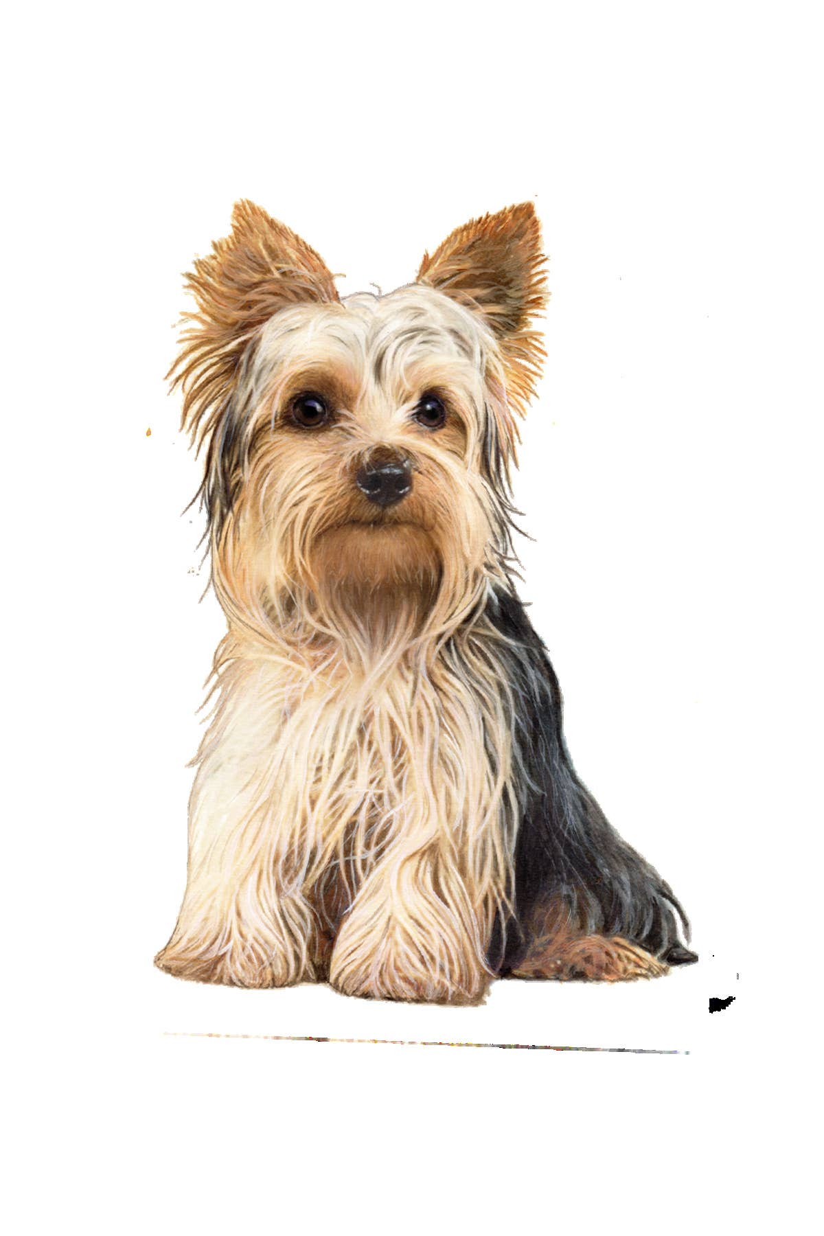 E&S Pets - Wholesale Sticker - Yorkie  - Vinyl Stickers0