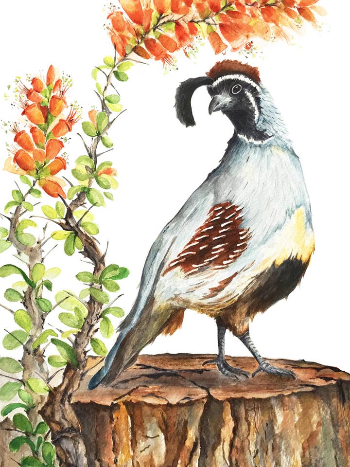 Postcard - Fall Weather Feathers - Desert Quail for wholesale by Joshua by Oak