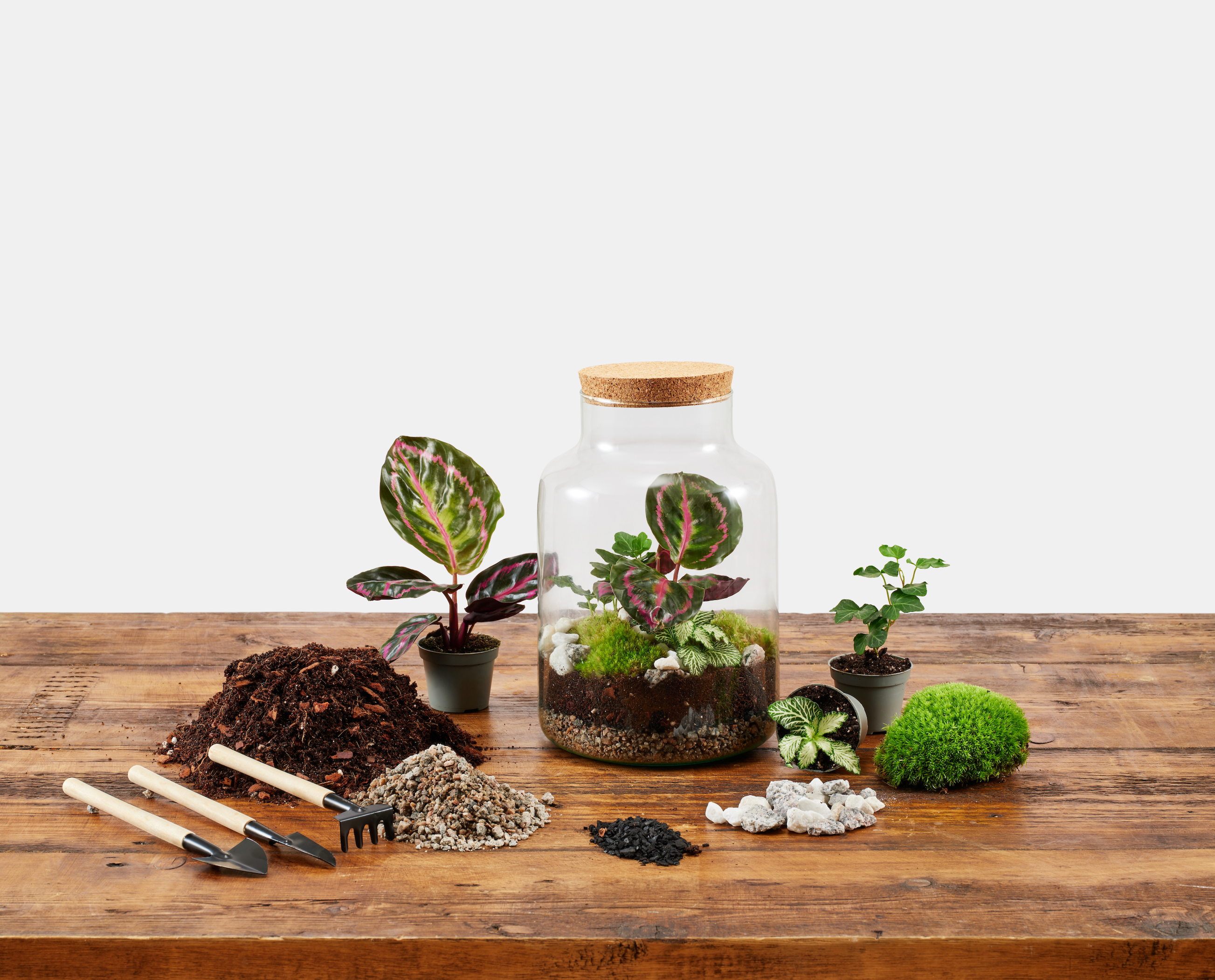 Underglass Terrariums - Vente Terrariums - Kit complet de terrarium à faire soi-même1