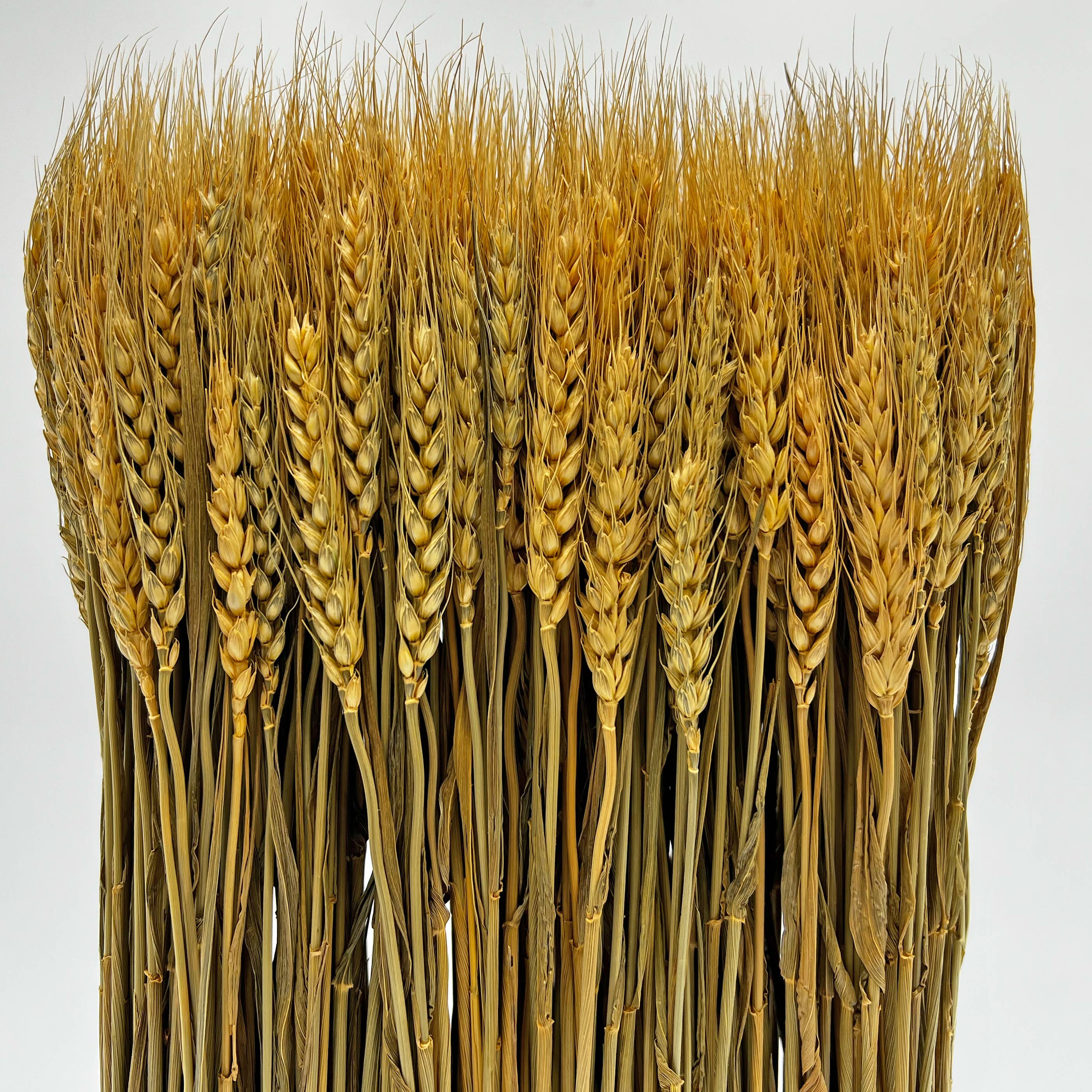 2626 Designs - Wholesale Dried/Pressed Flowers - Fall Harvest Preserved Decorative Wheat Standing Plant 4